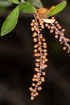 Buckwheat tree <BR>Black titi